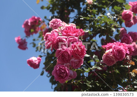 Dark pink roses shine in the blue sky 139830573