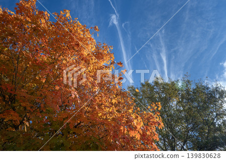 Autumn forest background. Vibrant colorful trees foliage in fall park. Nature change leaves in October season Autumn forest background. Vibrant colorful trees foliage in fall park. Nature change leaves in October season 139830628