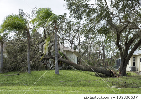 Uprooted tree after hurricane on Florida home front yard. Aftermath of natural disaster concept Uprooted tree after hurricane on Florida home front yard. Aftermath of natural disaster concept 139830637
