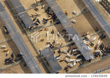 Commercial cattle stockyard with meat cows in rural Florida. Feeding of livestock on farm feedlot in USA 139830699