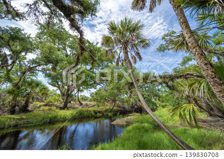 Subtropical jungles wild vegetation with wetland river and green palm trees in southern Florida, USA. Dense rainforest ecosystem Subtropical jungles wild vegetation with wetland river and green palm trees in southern Florida, USA. Dense rainforest ecosystem 139830708