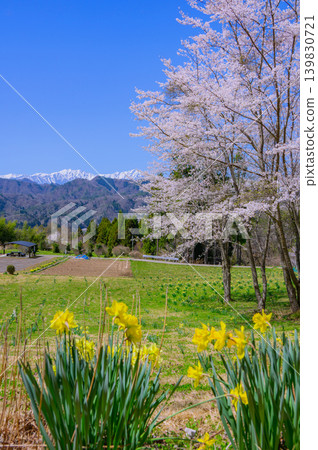 Daffodils, cherry blossoms, and the Northern Alps [Photographed from a certain location in Nagano City] 139830721