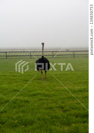 Ostrich standing alone in an ostrich farm in South Africa Ostrich standing alone in an ostrich farm in South Africa 139830753