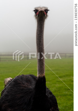 Large ostrich standing in rural ostrich farm landscape in South Africa Large ostrich standing in rural ostrich farm landscape in South Africa 139830756