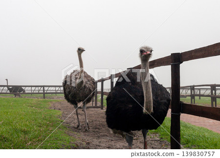 Ostrich in natural farm habitat with other ostriches in background Ostrich in natural farm habitat with other ostriches in background 139830757