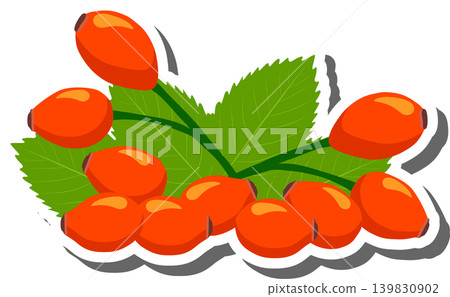Berry theme from set juicy delicious rose hip of various sizes Berry theme from set juicy delicious rose hip of various sizes 139830902