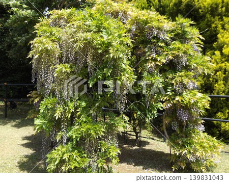 Wisteria flowers on the rose arch at Inage Seaside Park 139831043