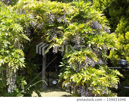 Wisteria flowers on the rose arch at Inage Seaside Park Wisteria flowers on the rose arch at Inage Seaside Park 139831046