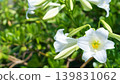 一朵美麗的白色喇叭百合的特寫（花朵略偏右；沖繩植物；沖繩風景） 139831062