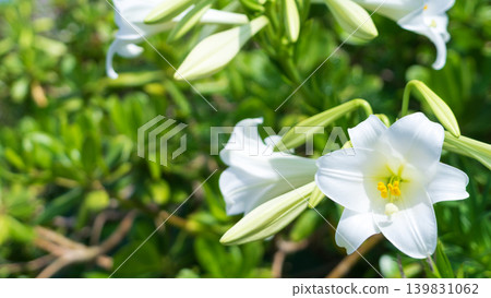 A close-up of a beautiful white trumpet lily (flower slightly to the right; Okinawan plant; Okinawan scenery) A close-up of a beautiful white trumpet lily (flower slightly to the right; Okinawan plant; Okinawan scenery) 139831062