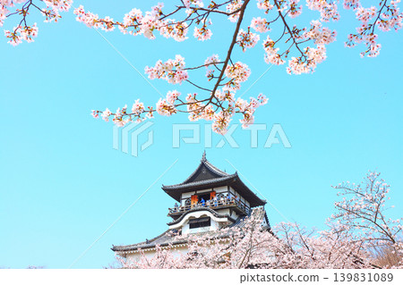 Inuyama Castle and cherry blossoms in Inuyama City, Aichi Prefecture. Inuyama Castle and cherry blossoms in Inuyama City, Aichi Prefecture. 139831089
