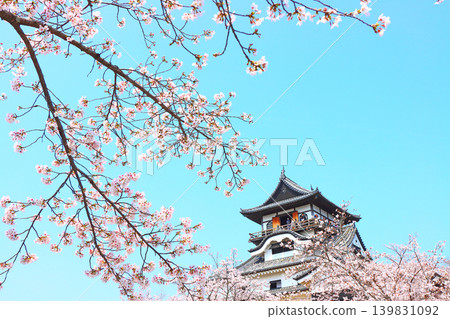 Inuyama Castle and cherry blossoms in Inuyama City, Aichi Prefecture. 139831092