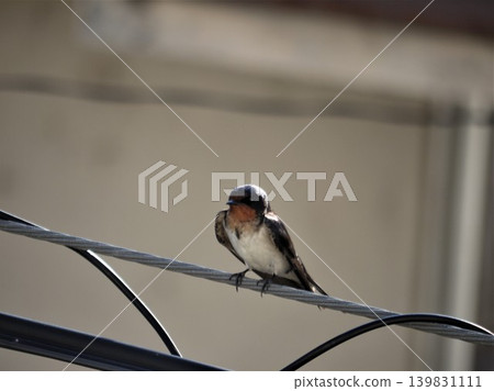 Swallows that stop on electric wires Swallows that stop on electric wires 139831111