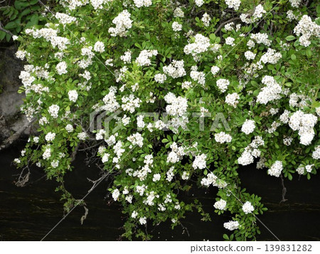 White wild rose flowers blooming by the water's edge White wild rose flowers blooming by the water's edge 139831282