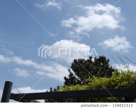 稻毛海濱公園紫藤花架上的紫藤花 稻毛海濱公園紫藤花架上的紫藤花 139831313
