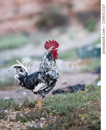 Rooster crowing in the morning 139831337
