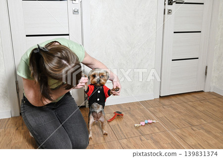 Woman plays with small dog in living room while dressing it in a costume Woman plays with small dog in living room while dressing it in a costume 139831374