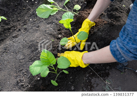 Gardening with gloves in a vegetable garden Gardening with gloves in a vegetable garden 139831377