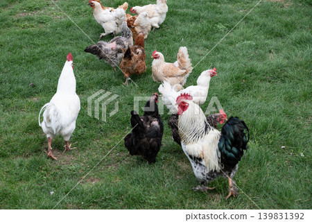 Free range Chicken on a farm during the summertime Free range Chicken on a farm during the summertime 139831392