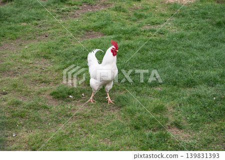 A rooster with a red beak and white feathers. The rooster is looking at the camera 139831393