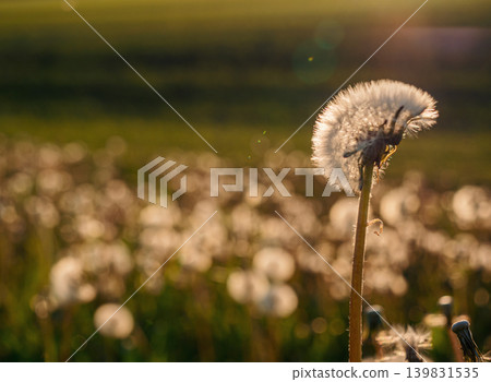 A close-up view of a dandelion seed head illuminated by sunlight, with a blurred background of a lush field. 139831535