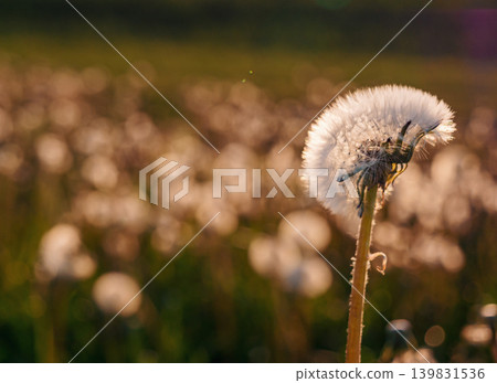 A close-up view of a dandelion seed head illuminated by sunlight, with a blurred background of a lush field. 139831536