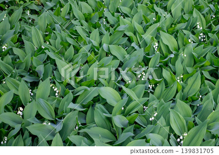 Dense carpet of wild lily of the valley flowers with broad green leaves in spring forest, convallaria majalis herbal groundcover background Dense carpet of wild lily of the valley flowers with broad green leaves in spring forest, convallaria majalis herbal groundcover background 139831705