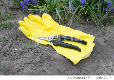 Yellow rubber gloves and sharp garden pruner on grey soil near blooming purple muscari flowers, backyard seasonal plant care work Yellow rubber gloves and sharp garden pruner on grey soil near blooming purple muscari flowers, backyard seasonal plant care work 139831706