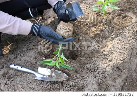 種植甜椒幼苗 種植甜椒幼苗 139831722