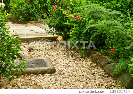 Close-up of a path in a public park in Hong Kong. A park trail with plants and flowers. Nature scene. Close-up of a path in a public park in Hong Kong. A park trail with plants and flowers. Nature scene. 139831734