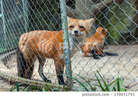 Two foxes are in a zoo enclosure. One fox stands close to a fence and looks towards the outside. The other fox is resting in the background. Two foxes are in a zoo enclosure. One fox stands close to a fence and looks towards the outside. The other fox is resting in the background. 139831791