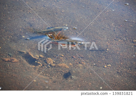 Spawning of the pale chub (Oikawa) in Shizuoka Spawning of the pale chub (Oikawa) in Shizuoka 139831821