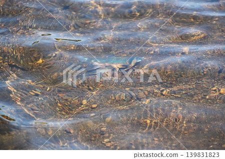 Spawning of the pale chub (Oikawa) in Shizuoka Spawning of the pale chub (Oikawa) in Shizuoka 139831823