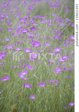 A close-up of a spring flower field, featuring fully bloomed pink Agrostemma. A close-up of a spring flower field, featuring fully bloomed pink Agrostemma. 139831891