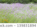 A spring flower field: Pink agrostemma and orange California poppies swaying in the wind. 139831894