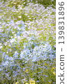 A spring flower field: pale blue and white small flowers - delphinium, nemophila maculata, forget-me-nots 139831896