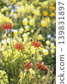 A spring flower field: Antique orange ranunculus lux blooming against a backdrop of yellow flowers. 139831897
