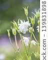 A spring flower field: A close-up of the translucent white petals of a columbine. 139831898