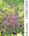 A close-up of Allium schübertii, resembling a large purple firework launched into the night sky in a spring flower field. 139831899