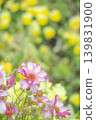 A spring flower field: Ranunculus Lux with translucent pink gradient petals against a backdrop of small yellow flowers. 139831900