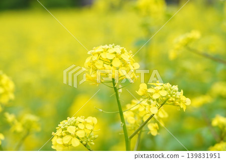 Vivid rape blossoms herald the arrival of spring Vivid rape blossoms herald the arrival of spring 139831951