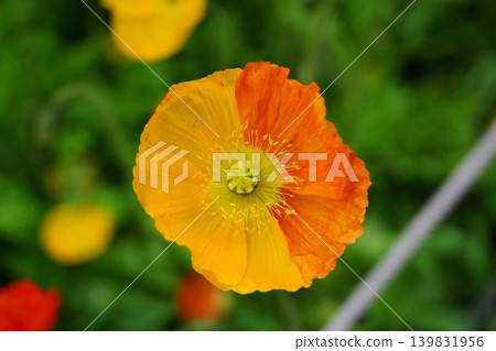 A rare poppy flower, half yellow and half orange. A rare poppy flower, half yellow and half orange. 139831956