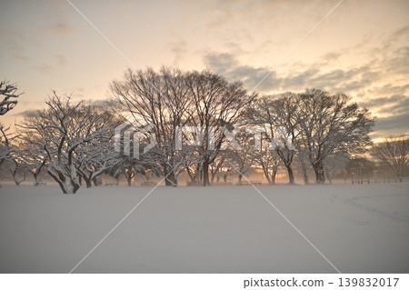斯諾伊早晨花海島公園 139832017