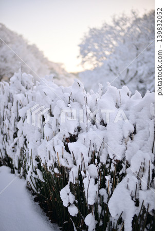 Snowy morning flower island park Snowy morning flower island park 139832052