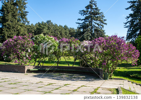 Blooming Lilac Bushes in Spring Park Garden Purple tree Flowers. Landscape design Blooming Lilac Bushes in Spring Park Garden Purple tree Flowers. Landscape design 139832138