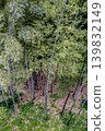 A spring scene in Japan: A view of a bamboo grove from above. 139832149