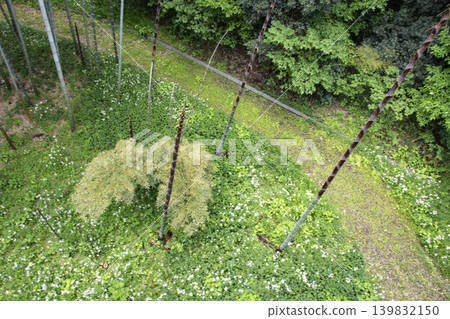 A spring scene in Japan: bamboo, bamboo shoots, and a path viewed from above. A spring scene in Japan: bamboo, bamboo shoots, and a path viewed from above. 139832150