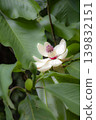 A spring scene in Japan: A close-up of the fruity-scented magnolia blossoms. 139832151