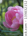 A spring scene in Japan: A close-up of a rounded red peony flower. 139832152