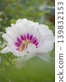 A close-up of vibrant white and pink peony flowers in a Japanese spring scene. 139832153